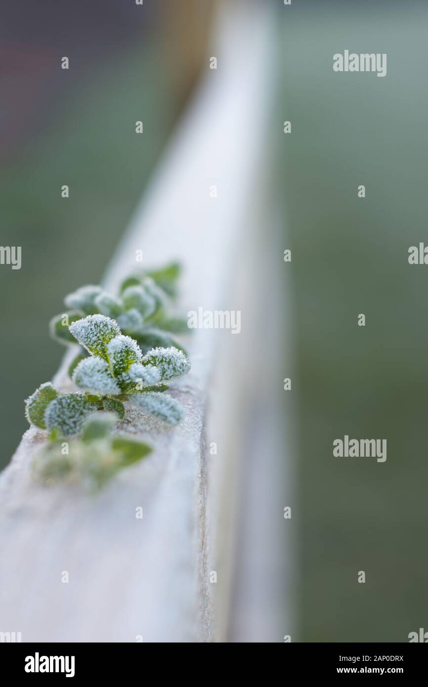 Green frosted leaves on a wooden fence.Winter in Ireland.Walk in the woods Stock Photo