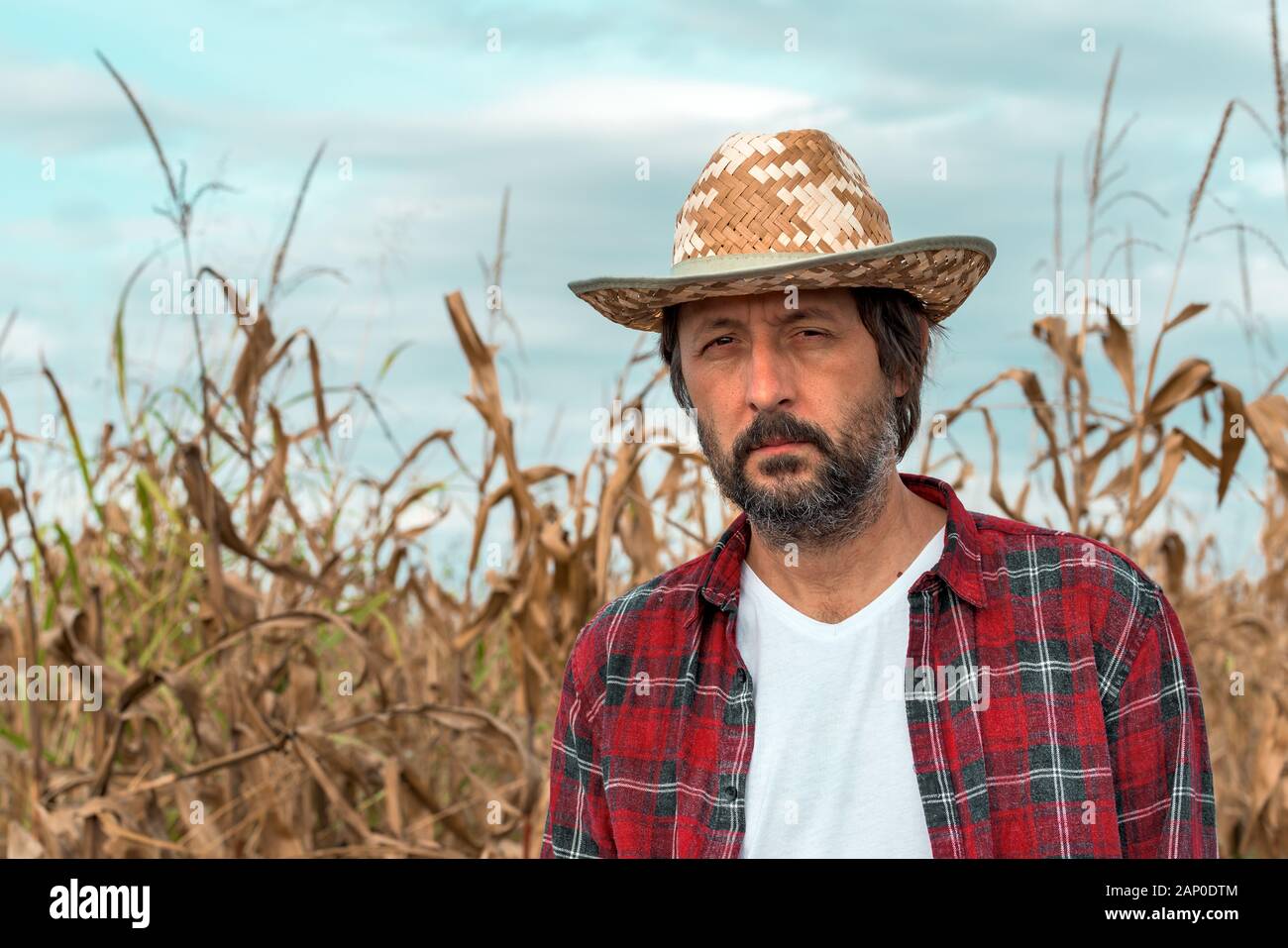 Portrait of corn farmer in ripe maize crop field wearing straw hat and ...