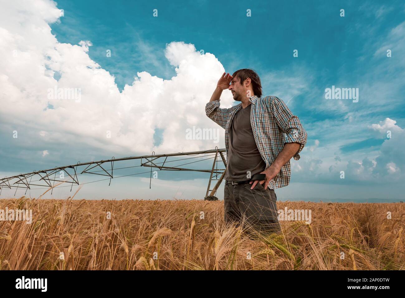 Worried farmer standing in ripe cultivated barley field while the strong wind is blowing, hoping for a better weather Stock Photo