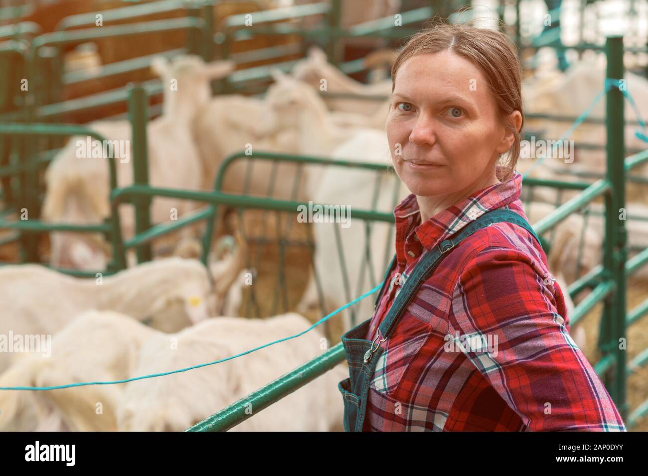 Female farmer at goat raising and breeding farm checking up on herd of domestic animals Stock Photo