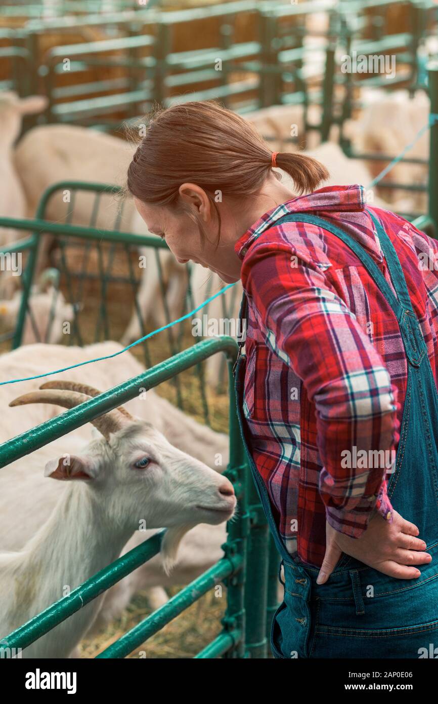 Female farmer at goat raising and breeding farm checking up on herd of domestic animals Stock Photo