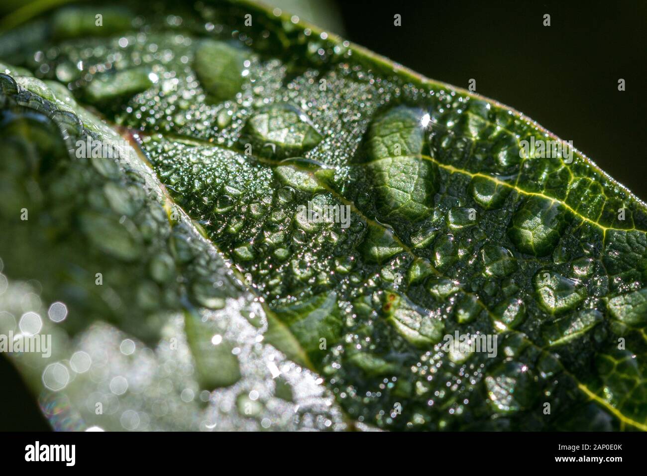Close up of a leaf covered with loads of morning dew drops Stock Photo