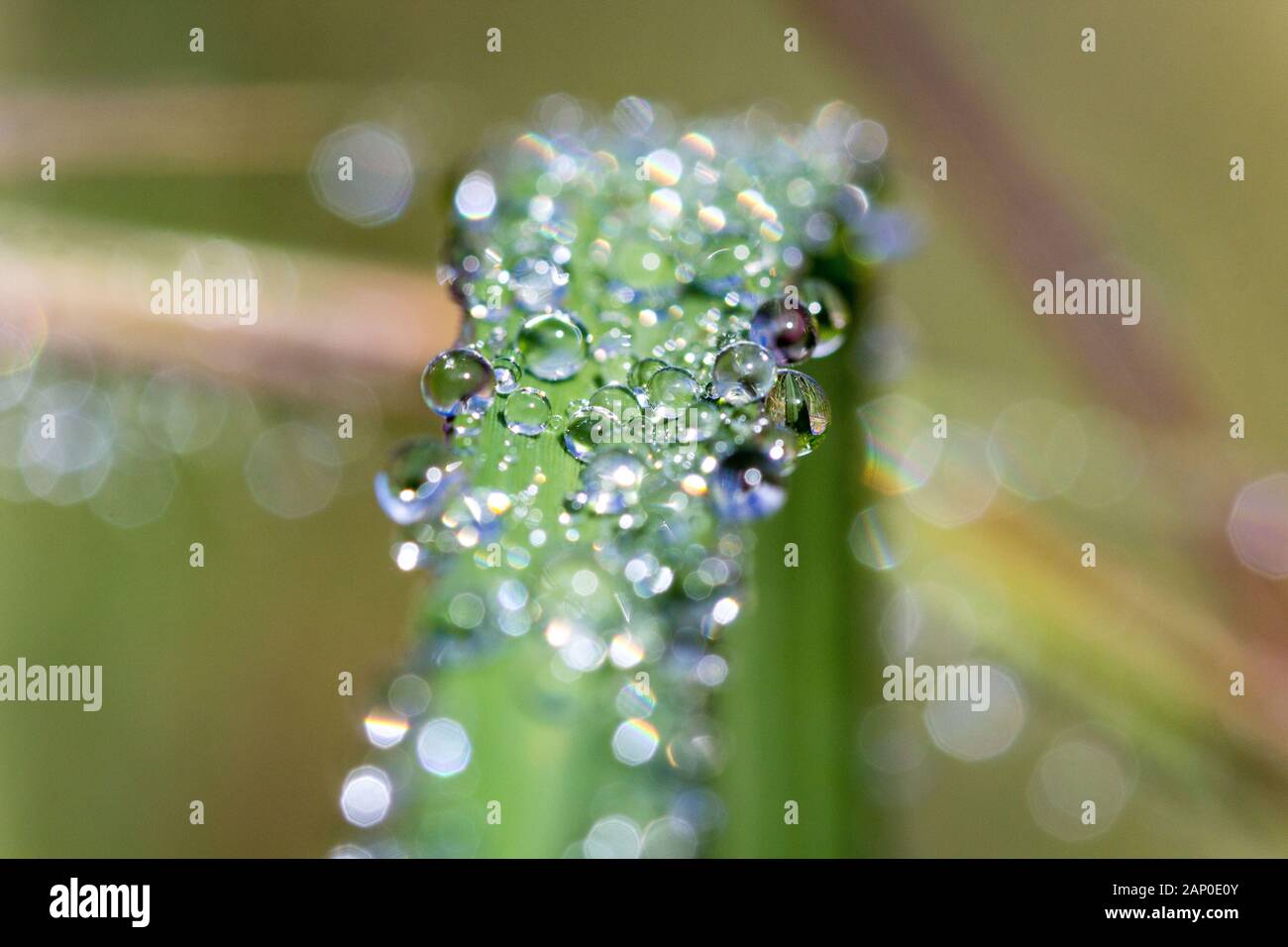 Close up of a blade of grass covered with loads of morning dew drops Stock Photo