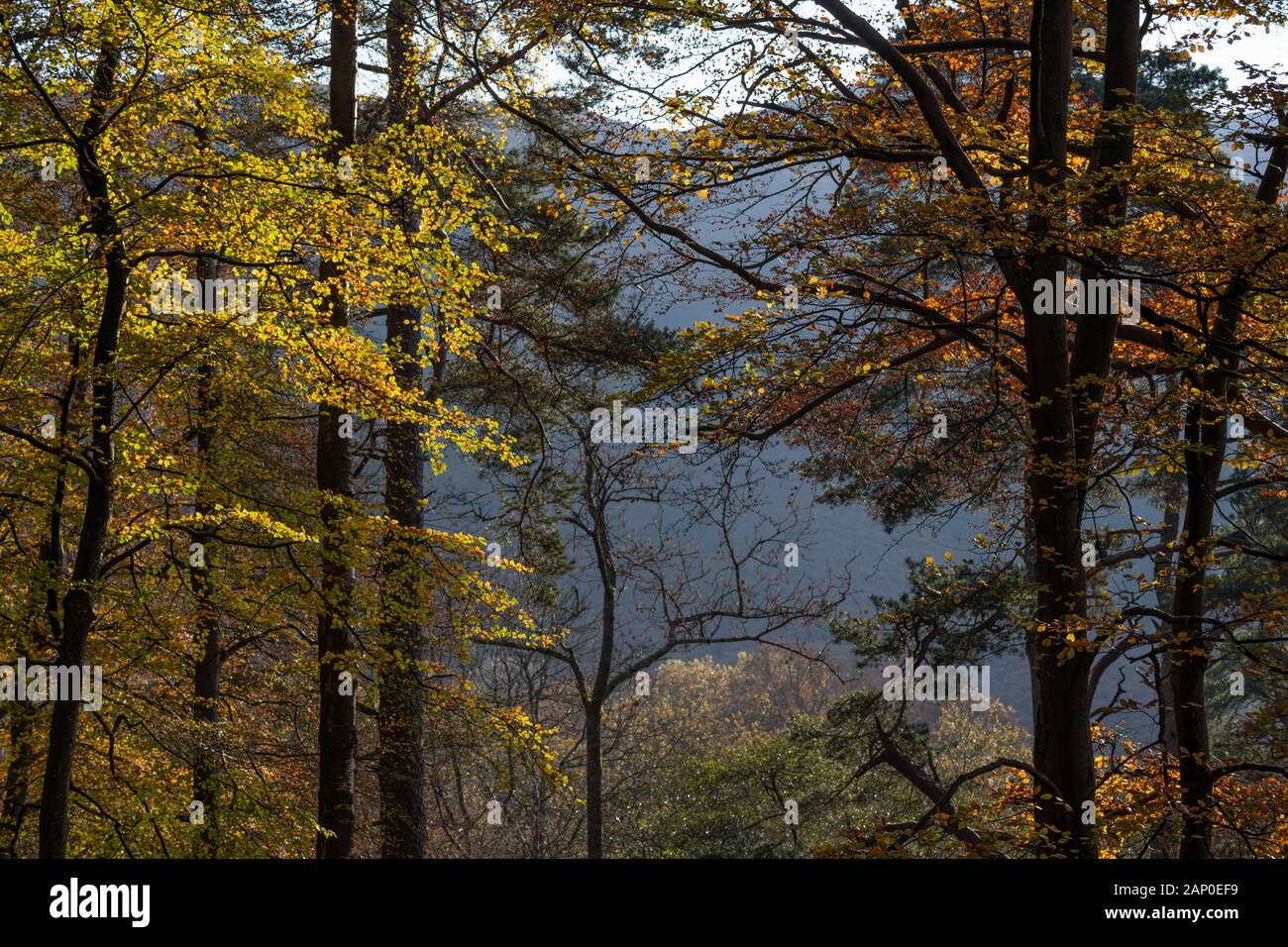 Lake District autumn colours #3 Stock Photo