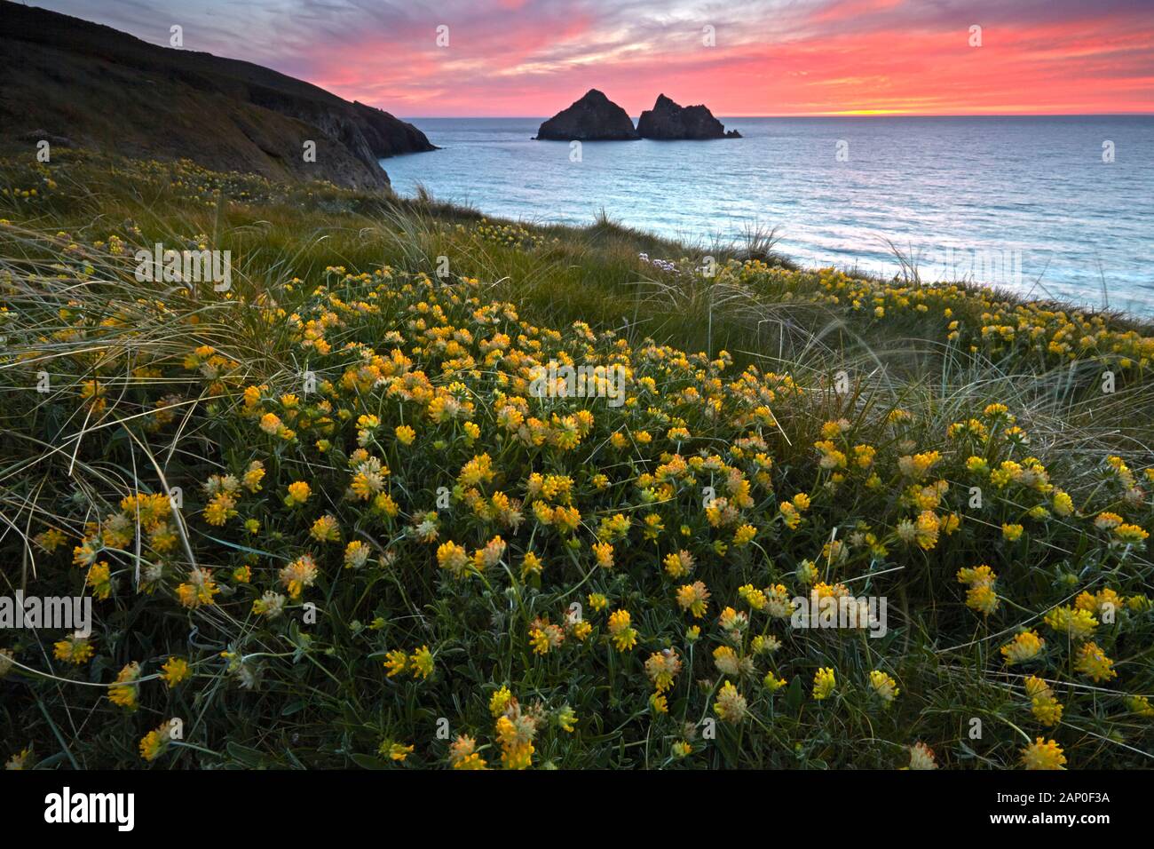 Gull Rocks and Kidney Vetch at sunset above Holywell Bay on the north Cornish coast. Stock Photo