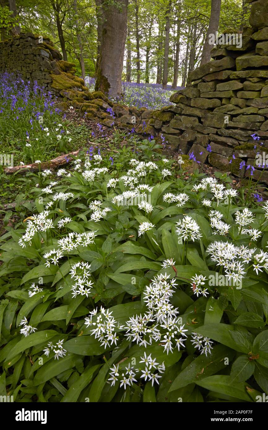 Wild garlic growing with bluebells in Wharfedale in the Yorkshire Dales. Stock Photo