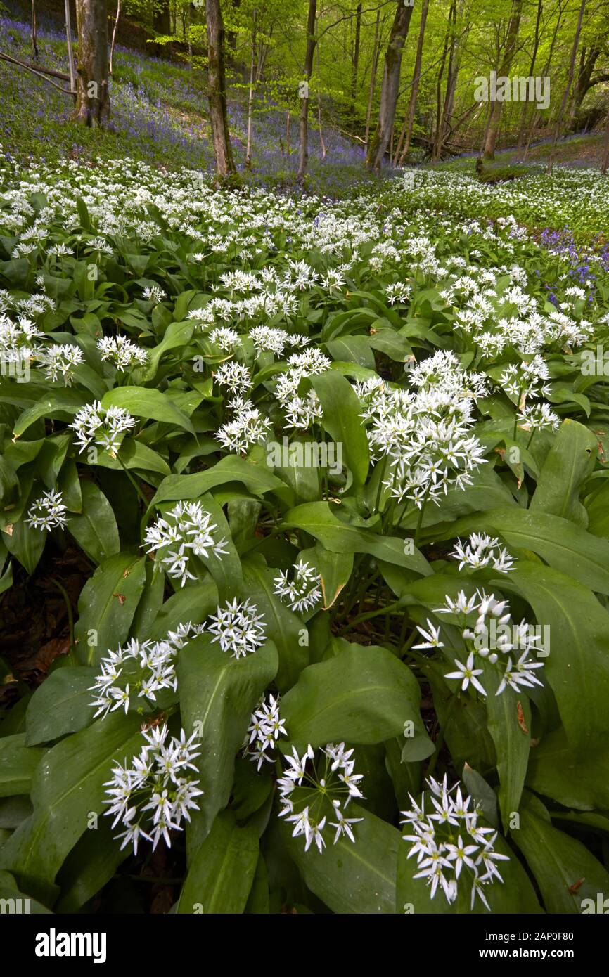 Wild garlic growing in woodland in Wharfedale in the Yorkshire Dales. Stock Photo