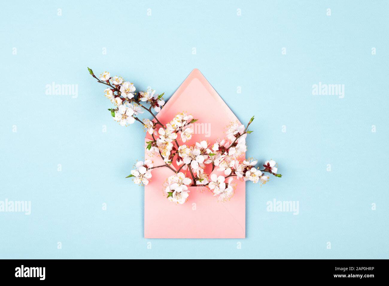 Pink envelope with branches of spring flower on blue background. Flat lay, top view. Minimal styled card. Stock Photo