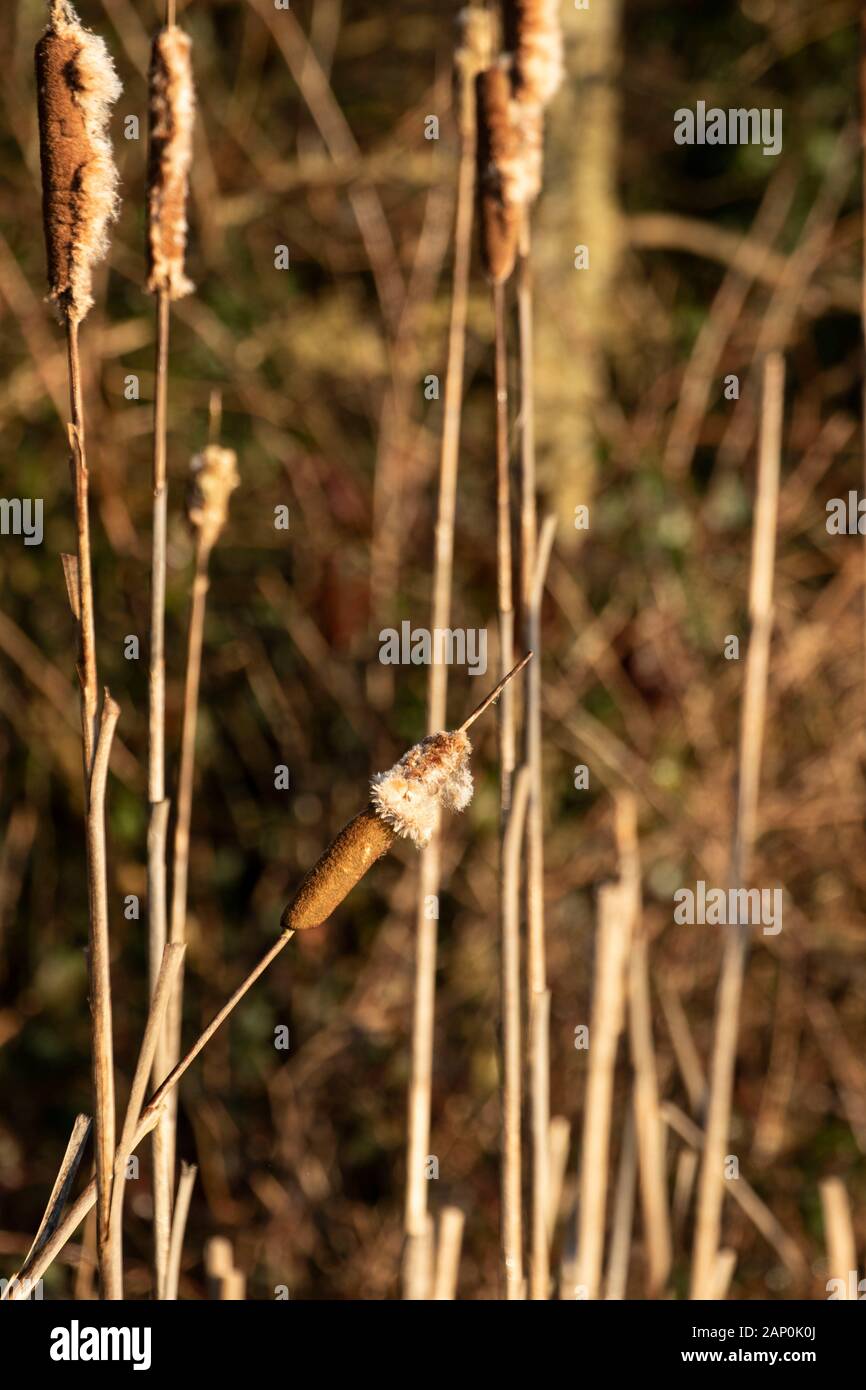 Bulrushes in winter nature plant portrait abstract Stock Photo