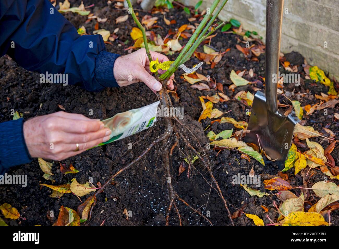 Man Planting Roses Man planting bare rooted rose in the garden Stock Photo - Alamy