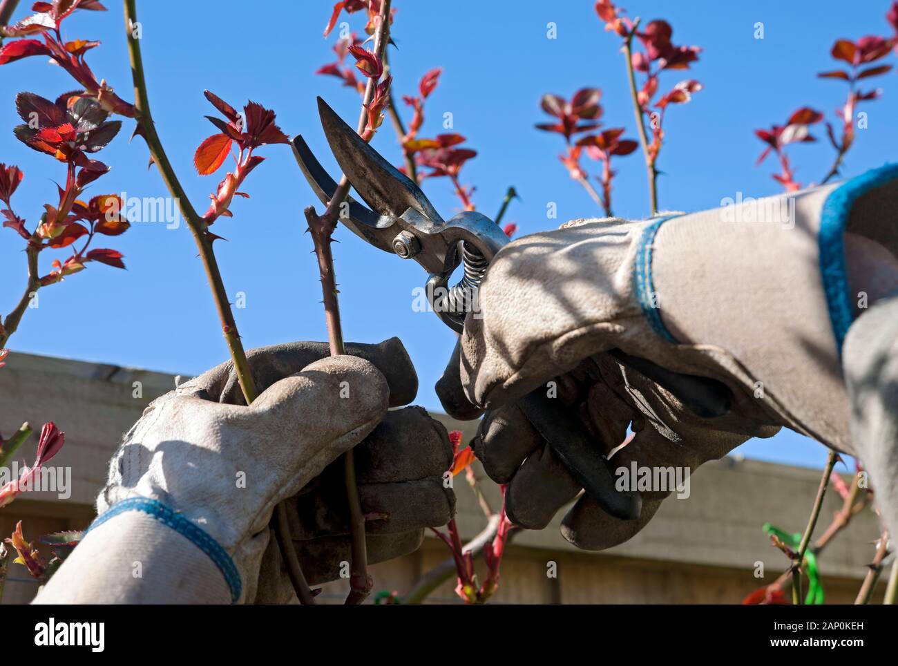 Pruning Roses In Spring Stock Photo Alamy Pruning Roses In Spring Stock Photo Alamy