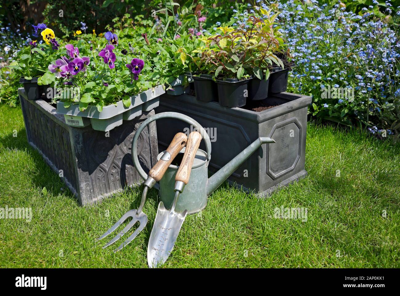 Trays of plants to be planted in containers in summer. Stock Photo