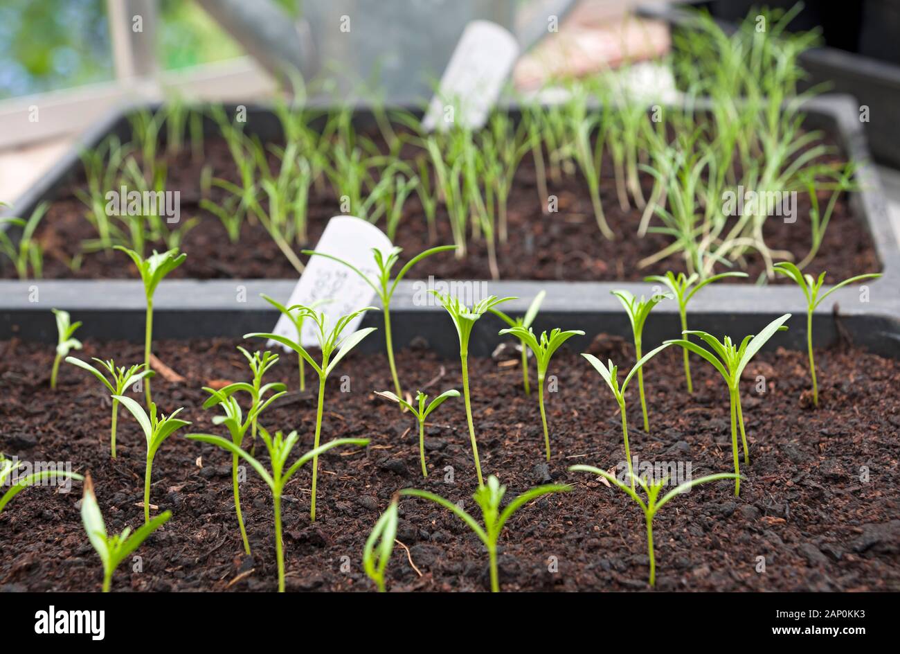 Cosmos seedlings in the greenhouse. Stock Photo