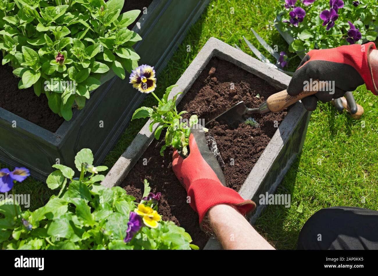 Man planting pansies in a trough. Stock Photo