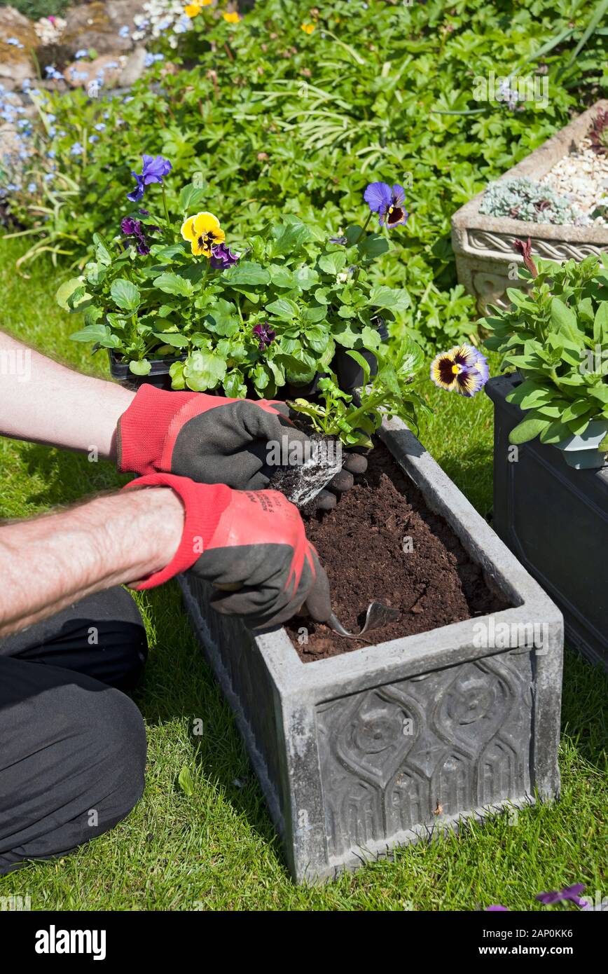 Man planting pansies in a trough. Stock Photo