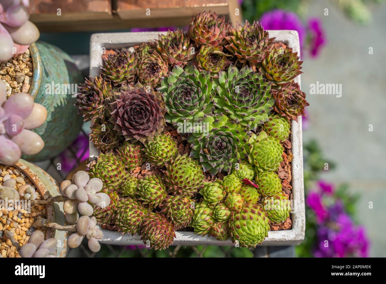 Rectangular arrangement of succulents; cactus succulents in a planter ...