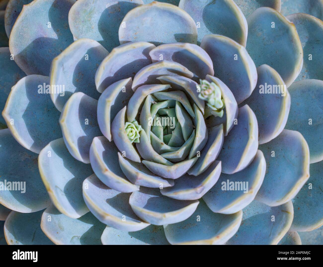 Rectangular arrangement of succulents; cactus succulents in a planter ...