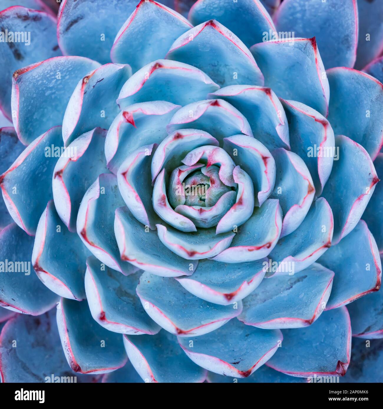 Rectangular arrangement of succulents; cactus succulents in a planter ...