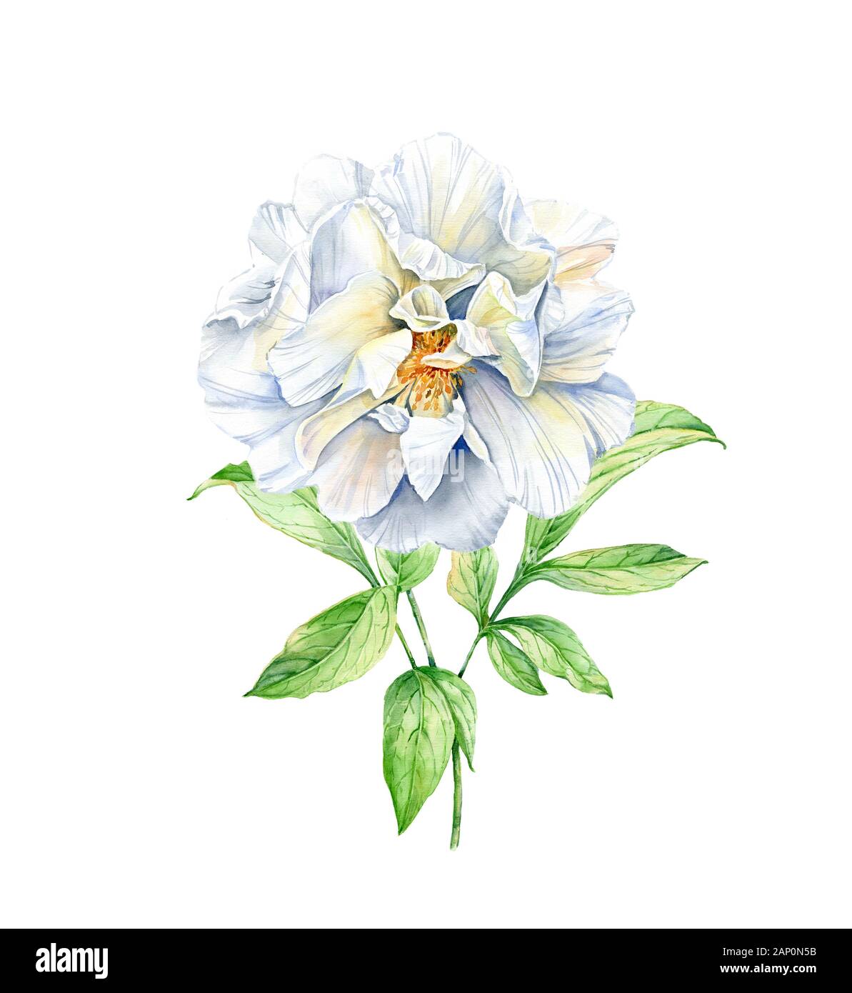 Watercolor white peony flower. Realistic petals with leaves isolated on white. Botanical floral illustration for wedding design, cosmetics Stock Photo