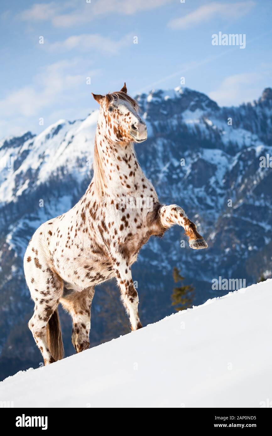 Appaloosa Horses and Leopard Horses