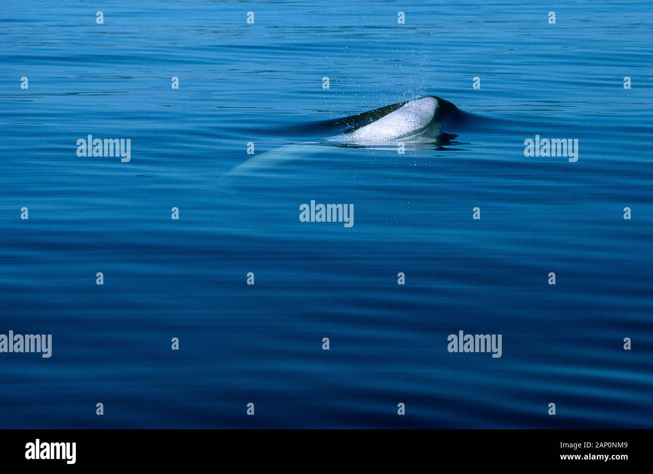 Beluga whale surfacing for breathing in the St.Lawrence River. Stock Photo