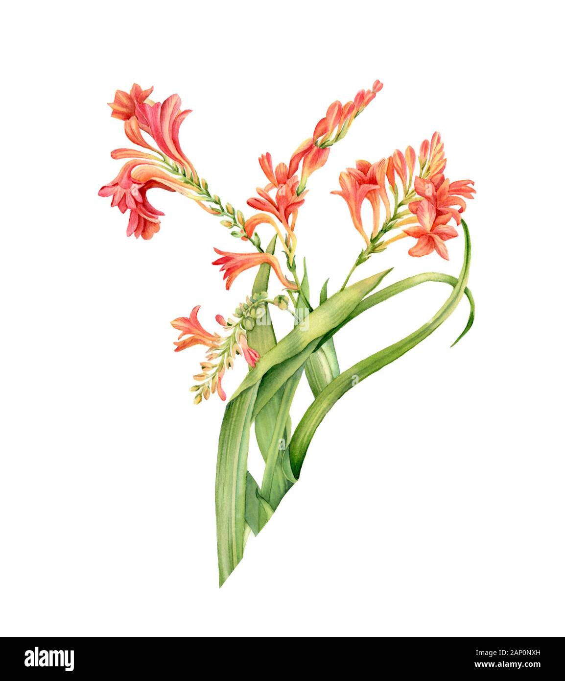 Watercolor crocosmia plant in bloom. Colourful tropical flower isolated on white. Botanical floral illustration for wedding design, cosmetics Stock Photo