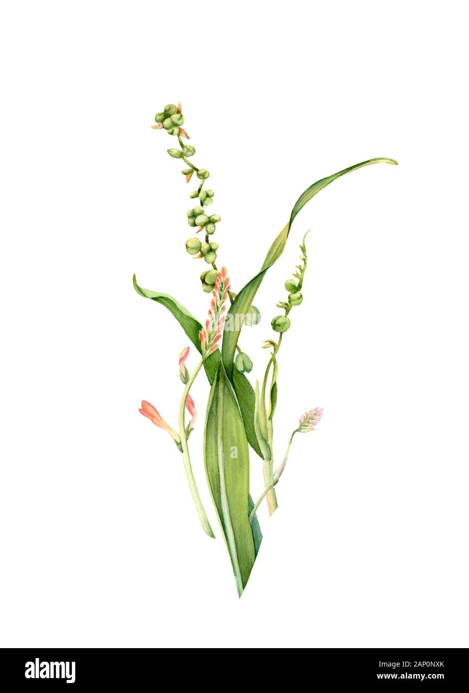 Watercolor leaves. Realistic branch of crocosmia plant isolated on white. Detailed green grass. Botanical floral illustration for wedding design Stock Photo