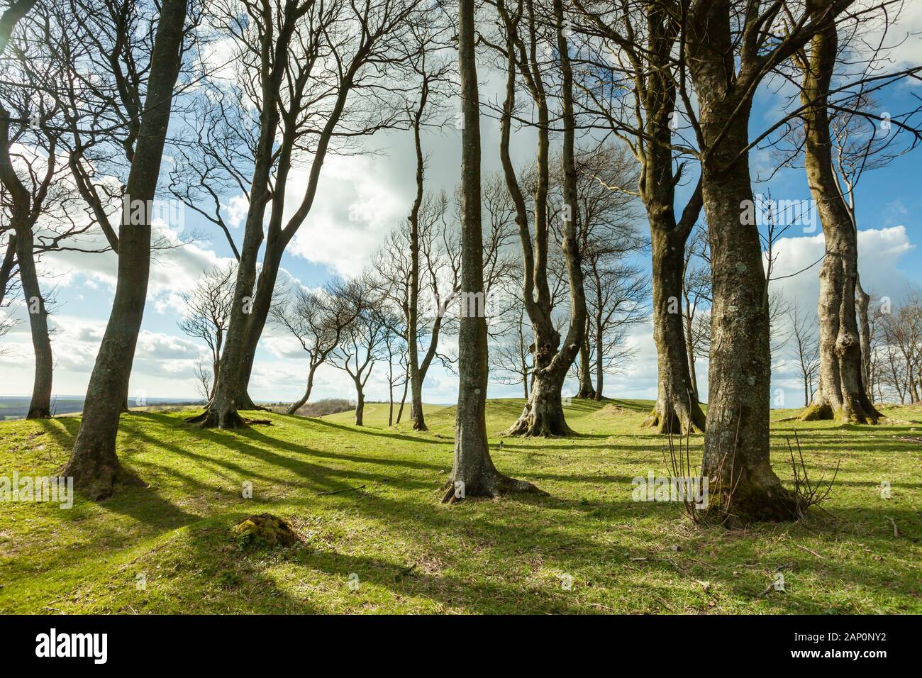 Early spring at Chanctonbury Ring. Stock Photo
