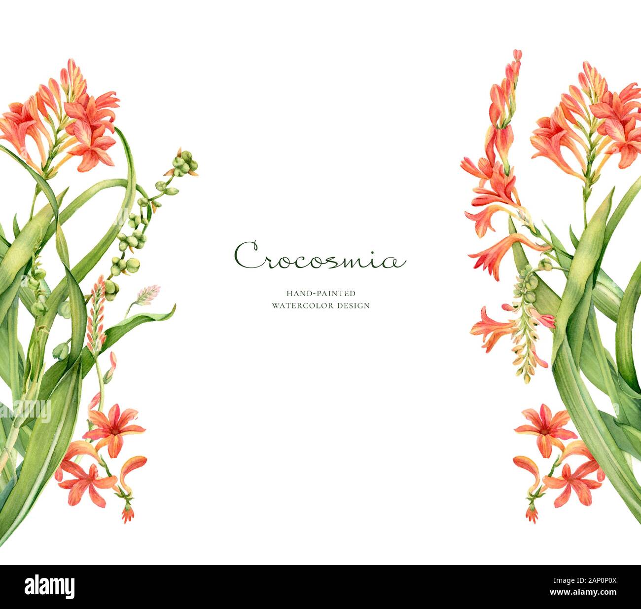Watercolor floral banner. Colourful crocosmia flower isolated on white and place for text. Realistic botanical illustration for wedding design Stock Photo