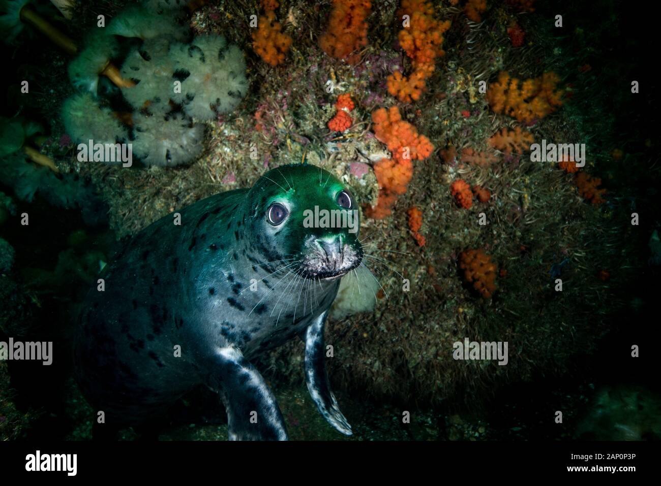 Grey seal swimming underwater at Bonaventure Island in Canada Stock Photo