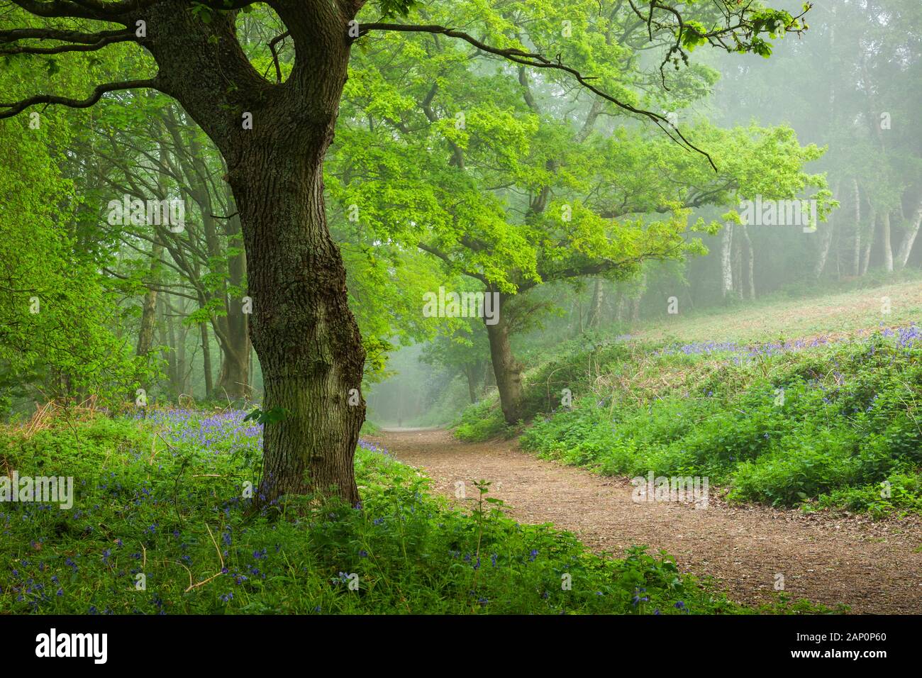 Misty spring morning in a West Sussex woodland Stock Photo - Alamy