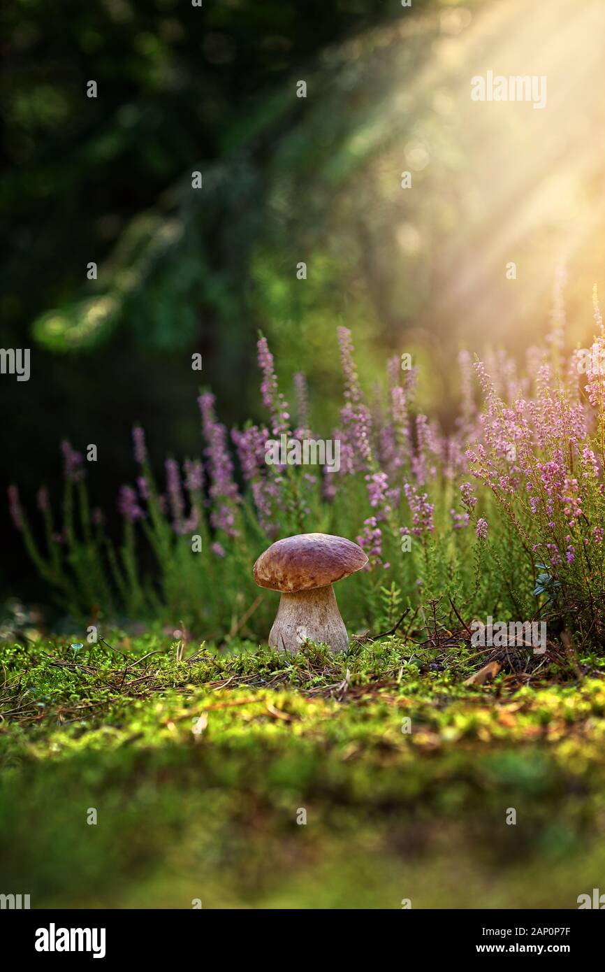 boletus grows in the forest on moss on a sunny morning Stock Photo