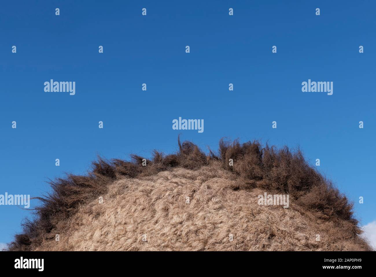 Closeup of a camel hump (dromedary). Stock Photo