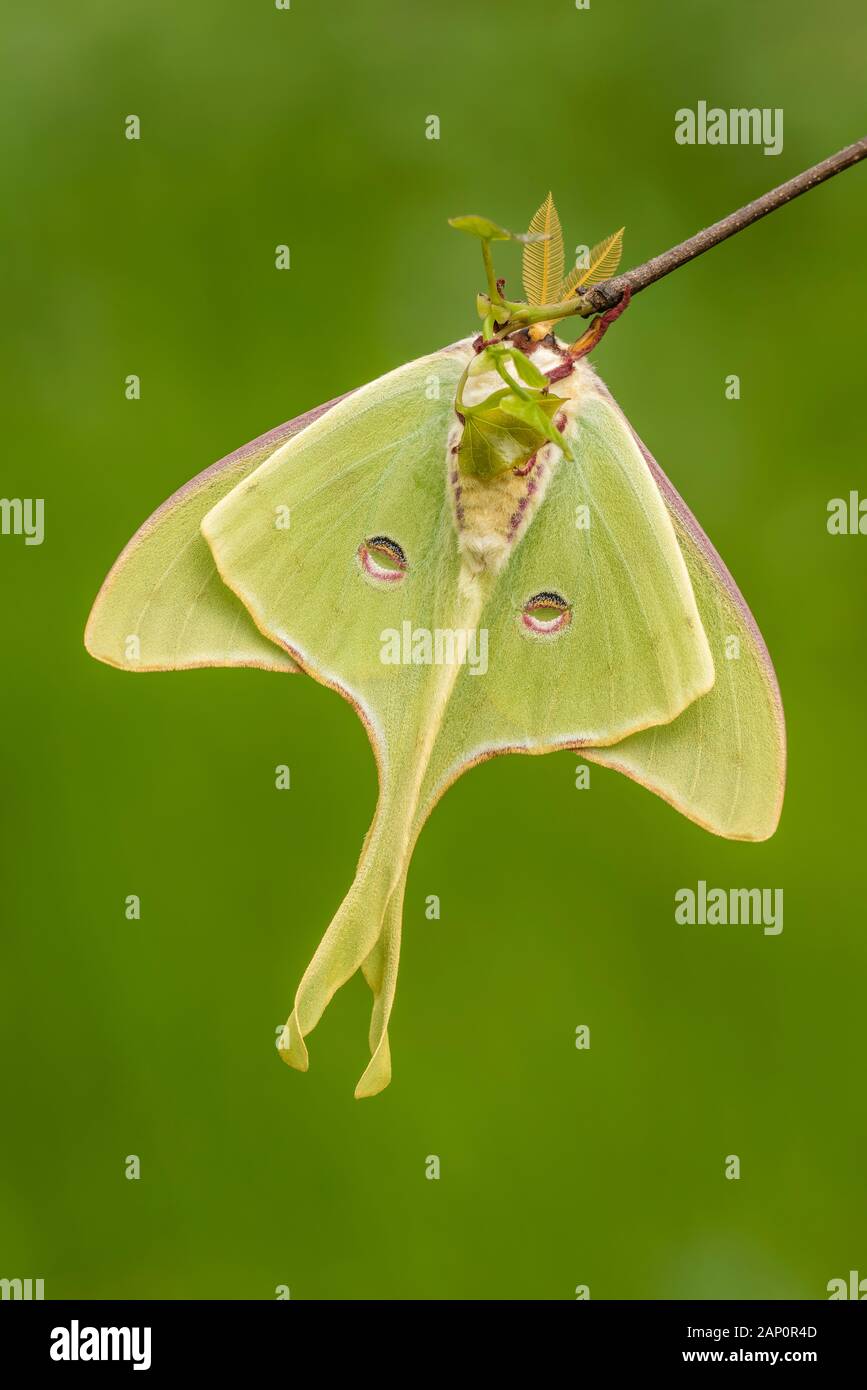 Luna Moth (Actias luna) Landed on Eastern Redbud in full bloom.  Great Smoky Mountains National Park, Tennessee, spring. Stock Photo