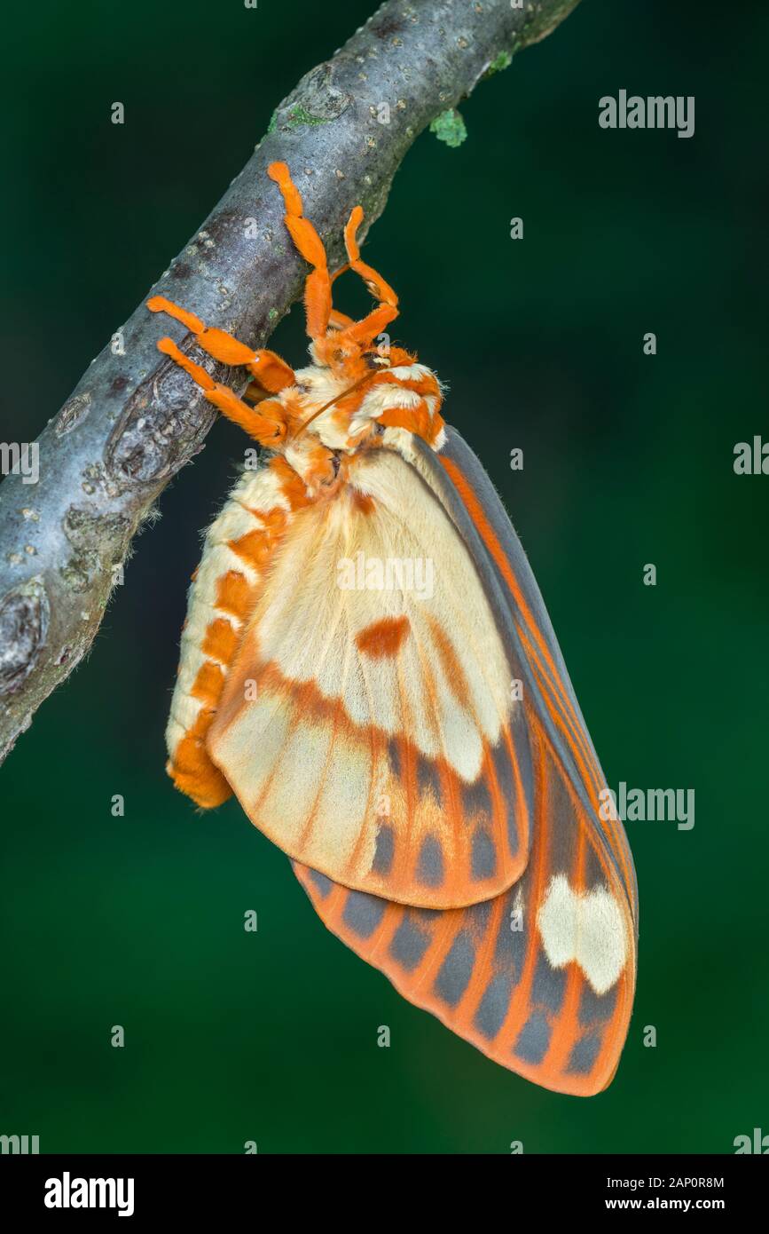 Regal Moth aka Royal Walnut Moth and Hickory Horned Devil in the process of hatching and expanding wings. Reed Run Nature Preserve, Pennsylvania, July Stock Photo