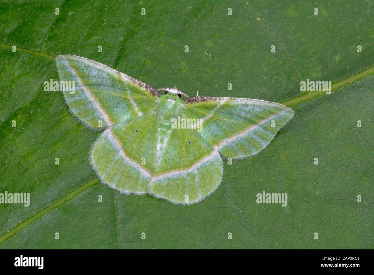 Showy Emerald (Dichorda tridaria) Moth resting on leaf.  Congaree National Park, South Carolina, April. Stock Photo
