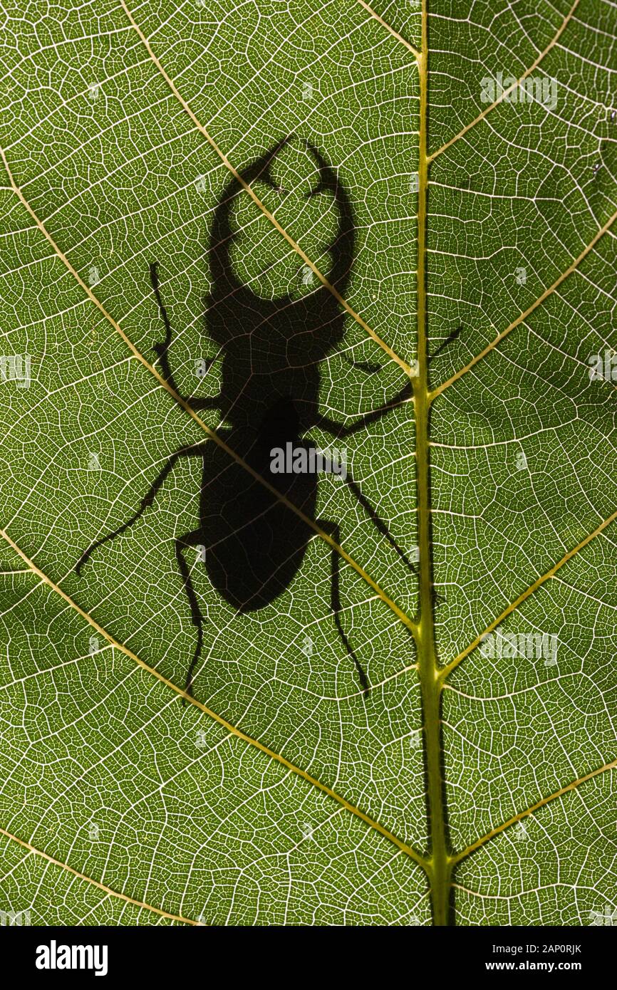 Elephant Stag Beetle (Lucanus elaphus) aka Giant Stage Beetle Congaree National Park, South Carolina, June. Stock Photo