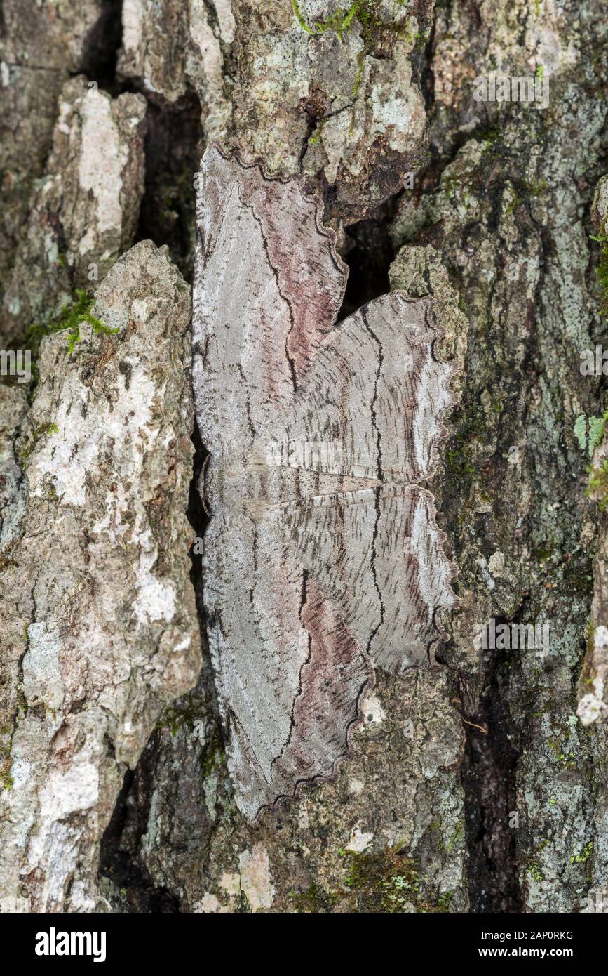 Common Lytrosis (Lytrosis unitaria) Moth resting on tree. Joseph E. Ibberson Conservation Area, Pennsylvania, June. Stock Photo