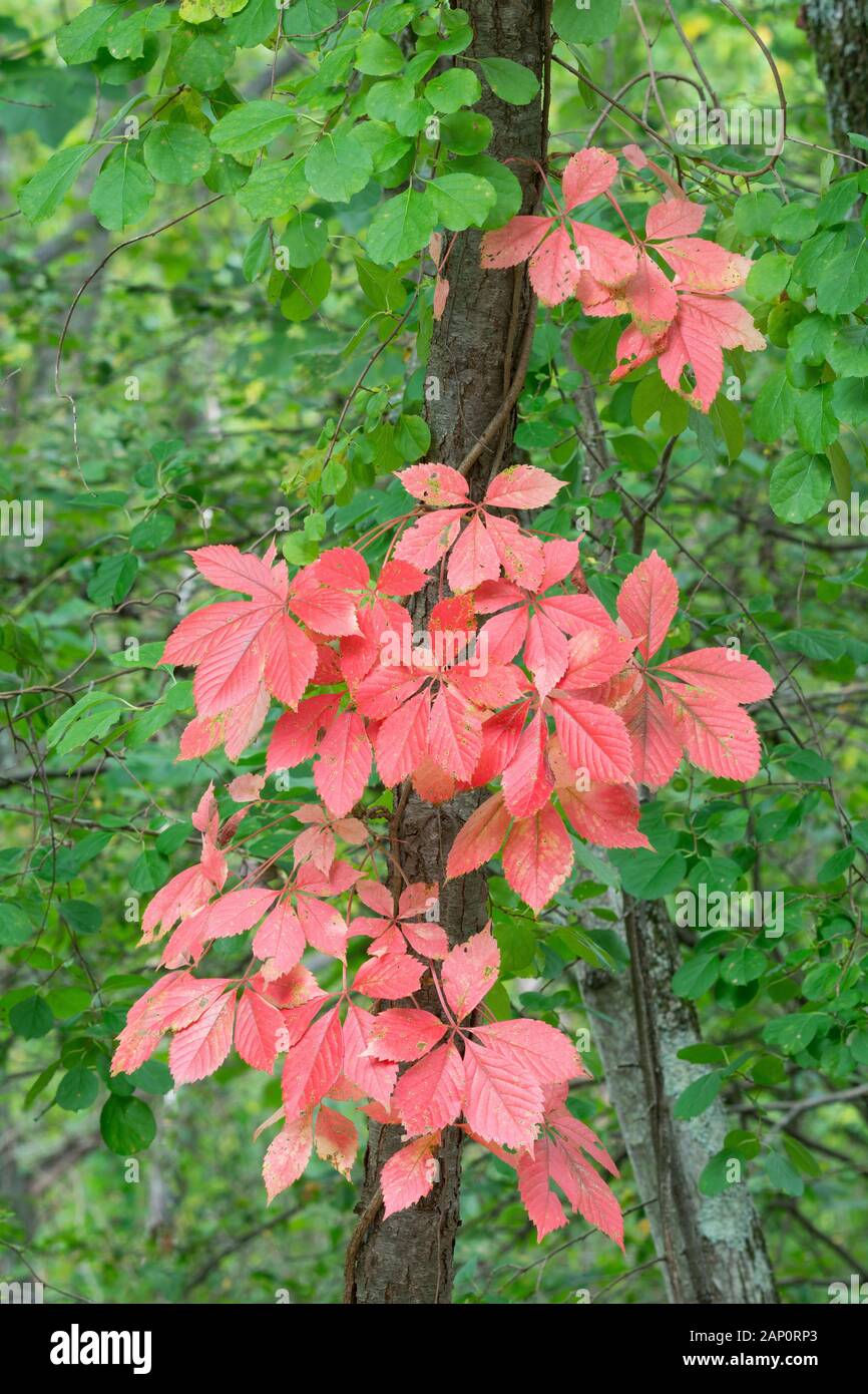 Virginia Creeper (Parthenocissus quinquefolia) Turns brilliant red each fall.  Reed Run Nature Preserve, Lancaster Conservancy, Pennsylvania, fall. Stock Photo