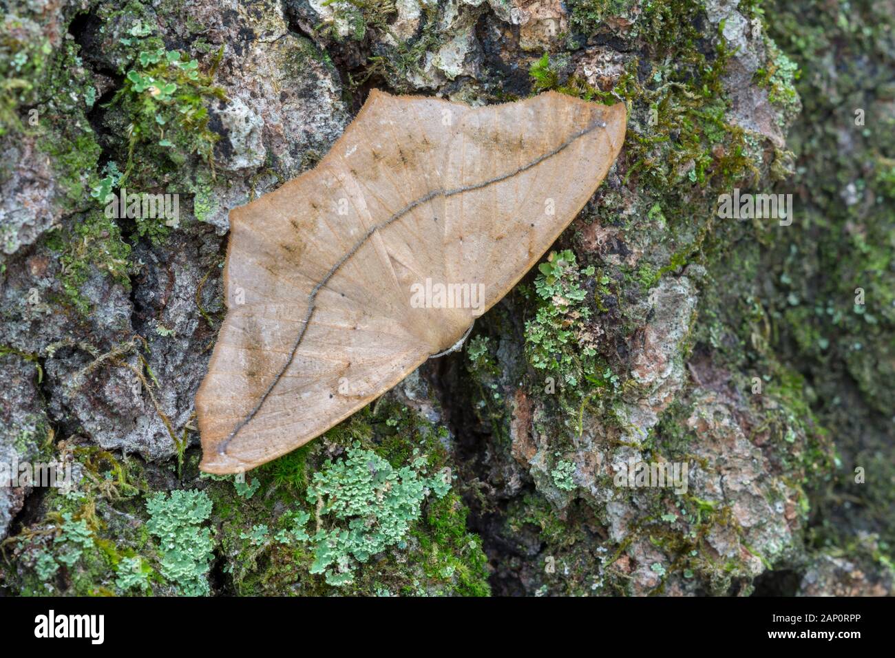Large Maple Spanworm (Prochoerodes lineola) Camouflaged on tree trunk.  Cove Mountain Preserve, Perry County, PA, summer. Stock Photo