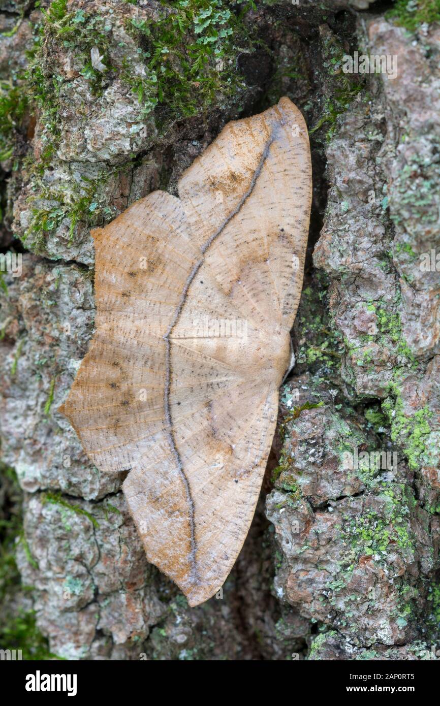 Large Maple Spanworm (Prochoerodes lineola)  Moth on tree trunk. Weiser State Forest, Pennsylvania, September. Stock Photo