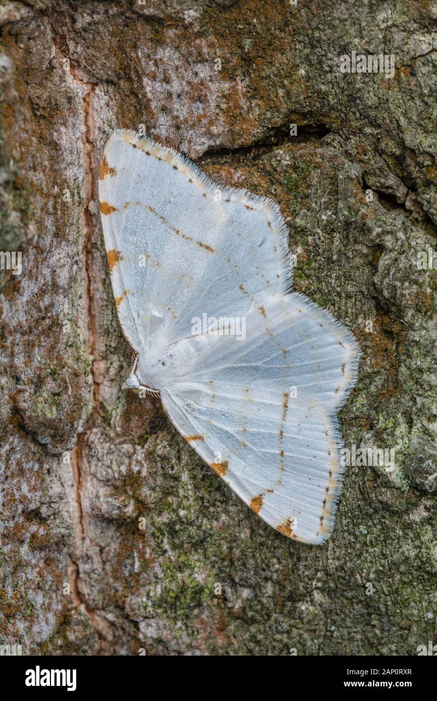Lesser Maple Spanworm (Speranza pustularia) Moth on Chestnut Oak. Weiser State Forest, Pennsylvania, June. Stock Photo