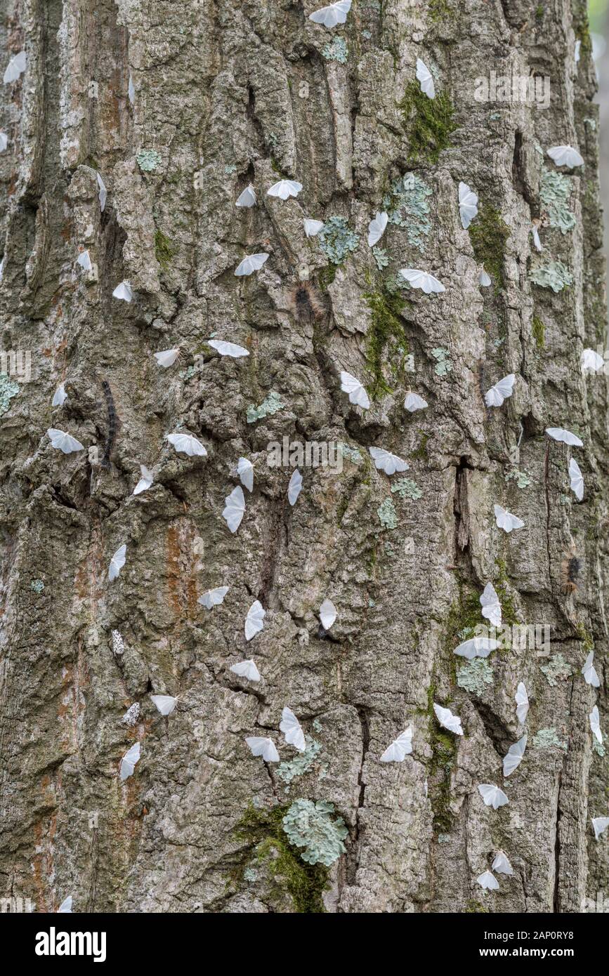 Lesser Maple Spanworm (Speranza pustularia) Large aggregation on Chestnut Oak.  Weiser State Forest, Pennsylvania, June. Stock Photo