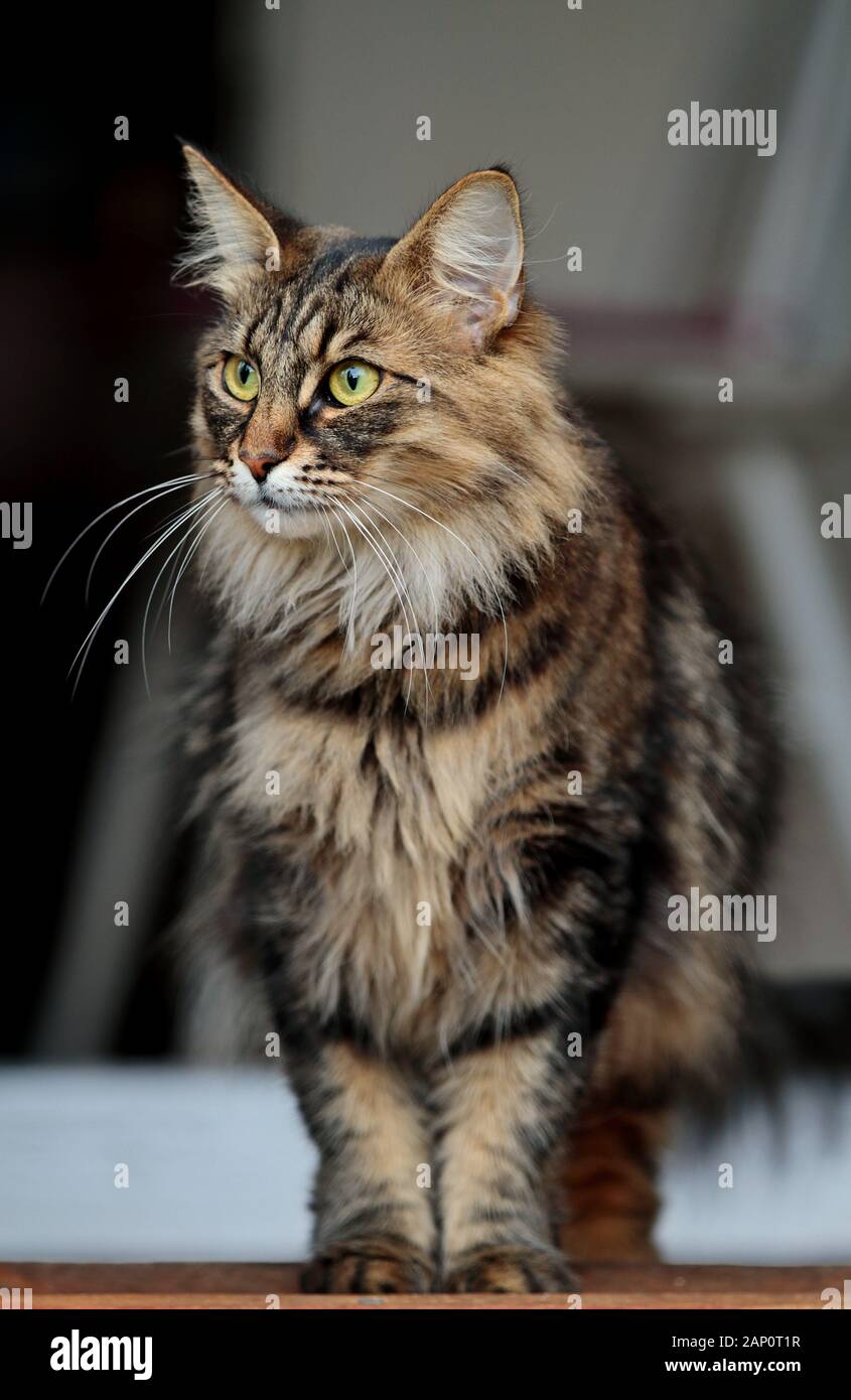 A beautiful norwegian forest cat standing on a doorstep looking out Stock Photo