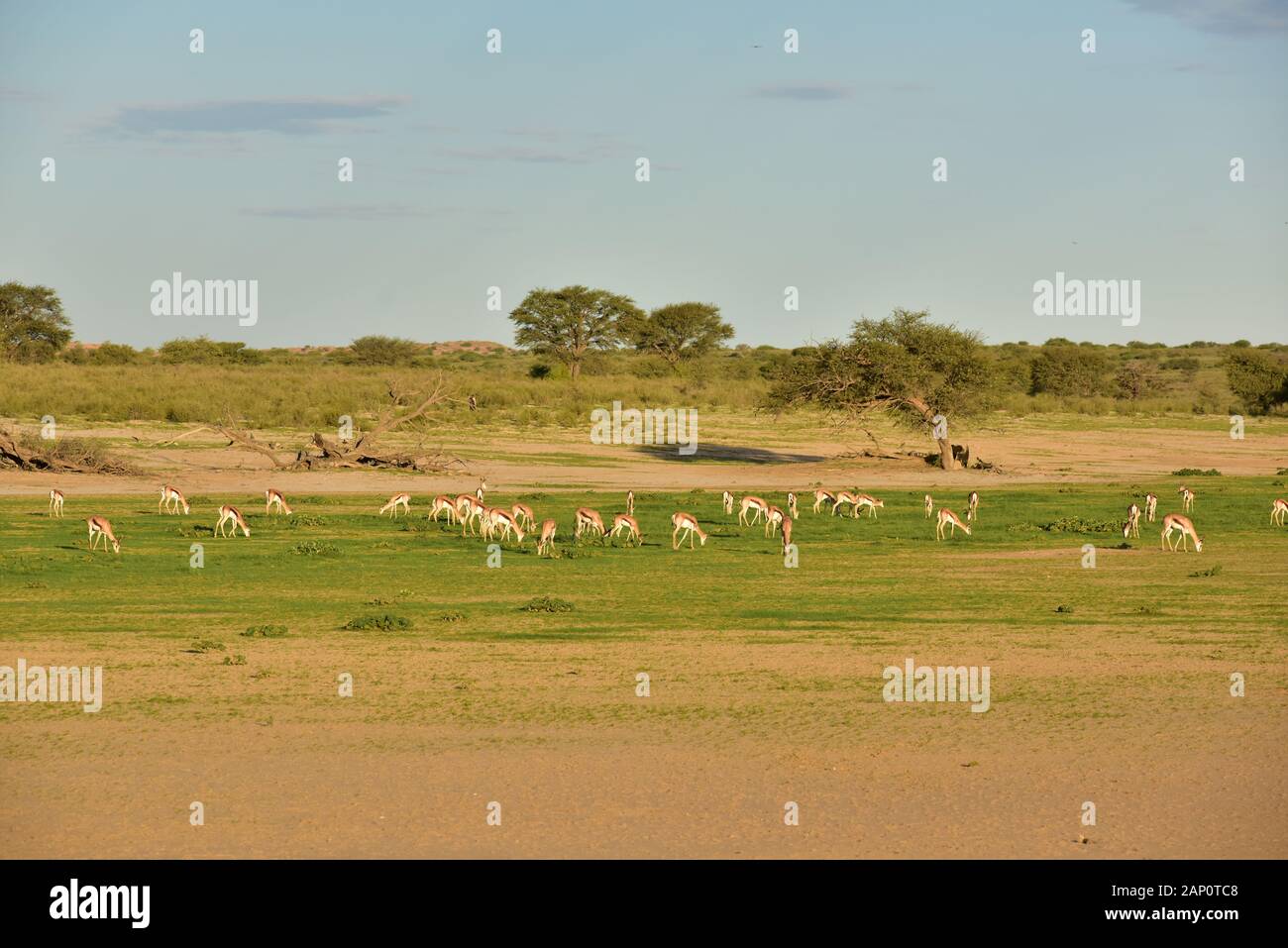 Herd of jumping jumping buck on late afterwithtag in Kgalagadi Transfrontier National Park, taken on February 24th, 2019. The Kgalagadi Transfrontier National Park was created in 1999 by merging the South African Kalahari-Gemsbok National Park and the Gemsbok National Park in Botswana and is a cross-border nature reserve in the Kalahari Desert with an area of around 38,000 square kilometers. The park is particularly known for its lions, which can often be found there, but also for numerous other wild animals that live here. Photo: Matthias Toedt / dpa-Zentralbild / ZB / Picture Alliance | usag Stock Photo