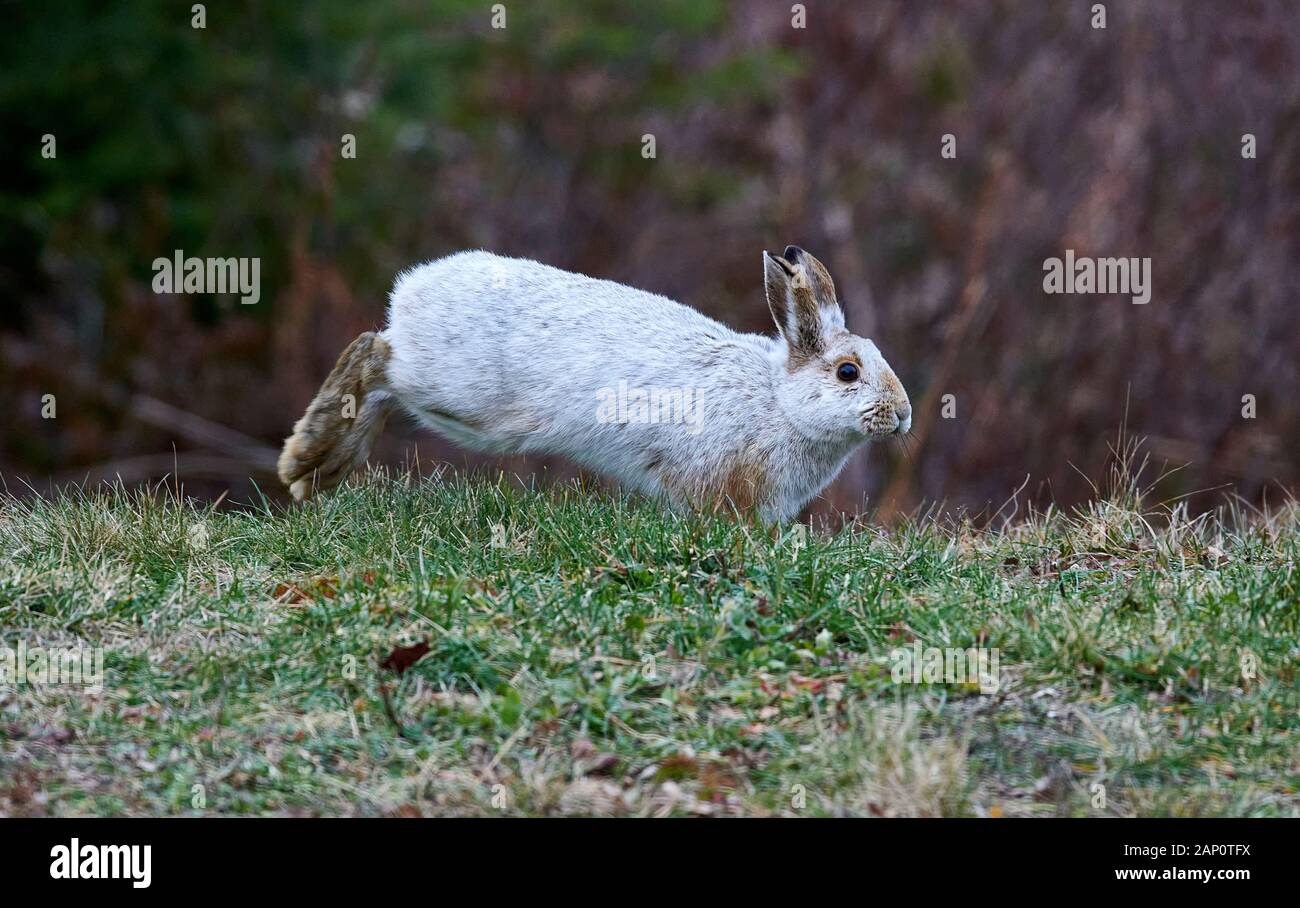 Snowshoe Hare, (Lepus americanus) in winter coat, Nova Scotia, Canada, Stock Photo