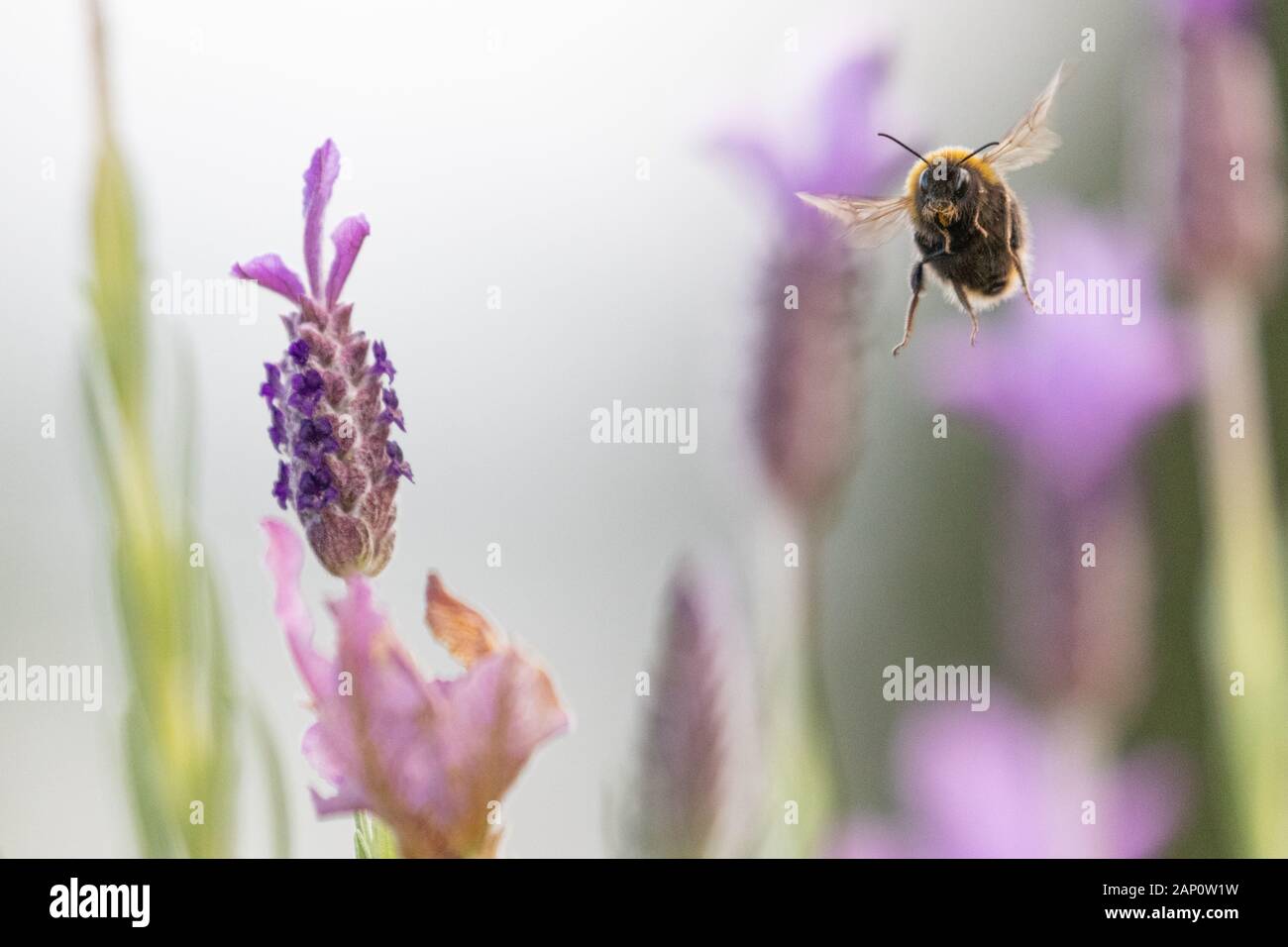 Bee flying through lavender flowers against soft focus background Stock Photo