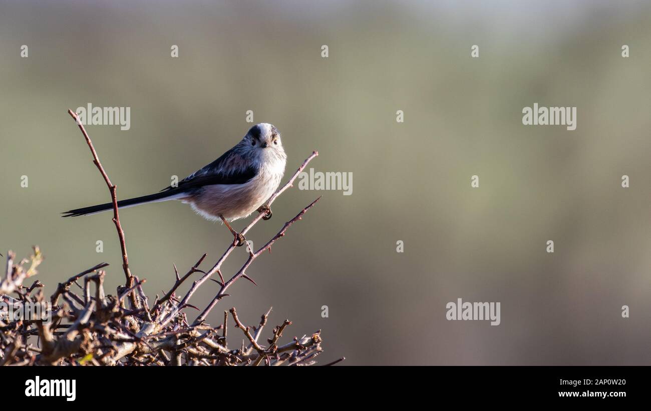 Long tailed tit perched on twig Stock Photo