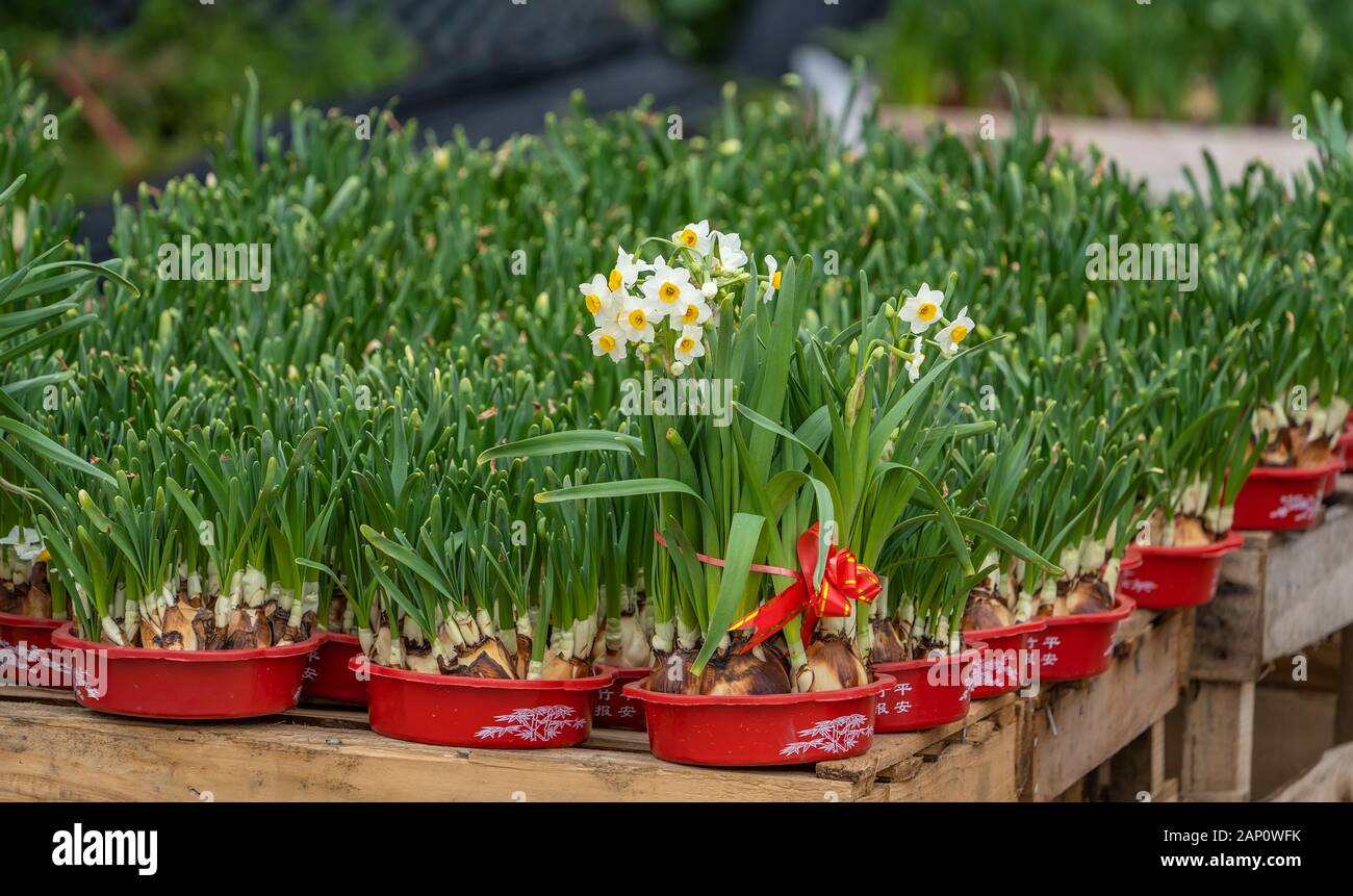 narcissus chinese new year flower
