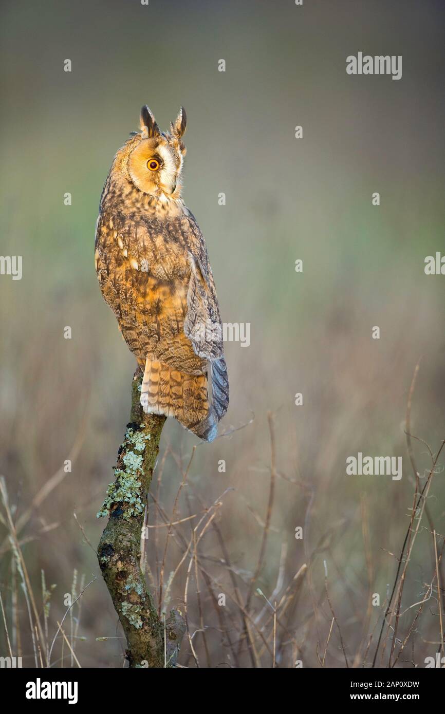 Long-eared Owl (Asio otus) (C) UK Stock Photo